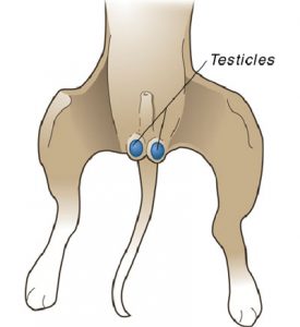 Diagram showing the anatomy of a neutered male dog.