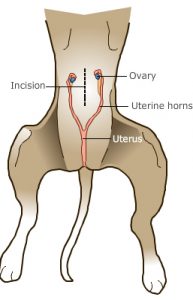 Diagram showing the anatomy of a spayed female dog.